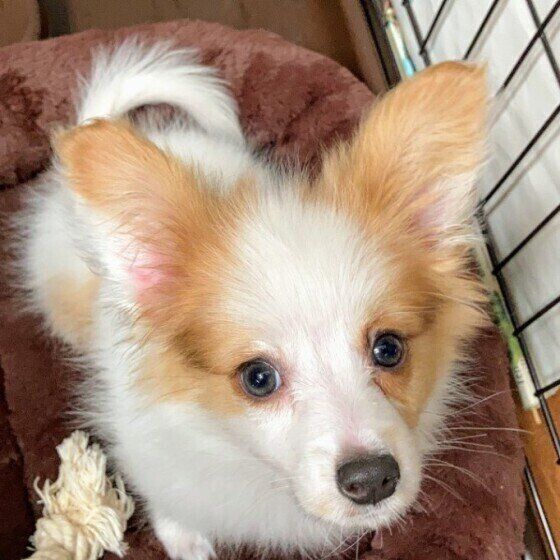 見つめるパピヨン