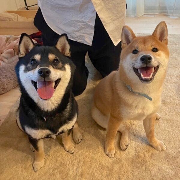 まるくんとてんちゃん