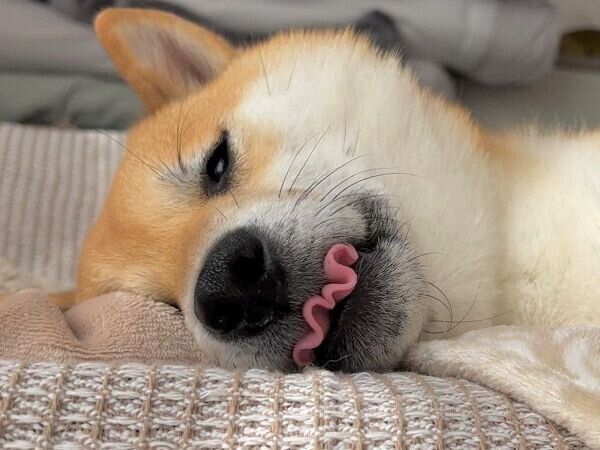 舌が波打つふう太くん