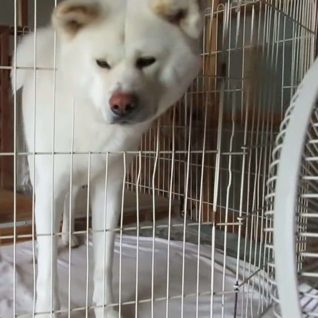 扇風機にあたるゆうきくん