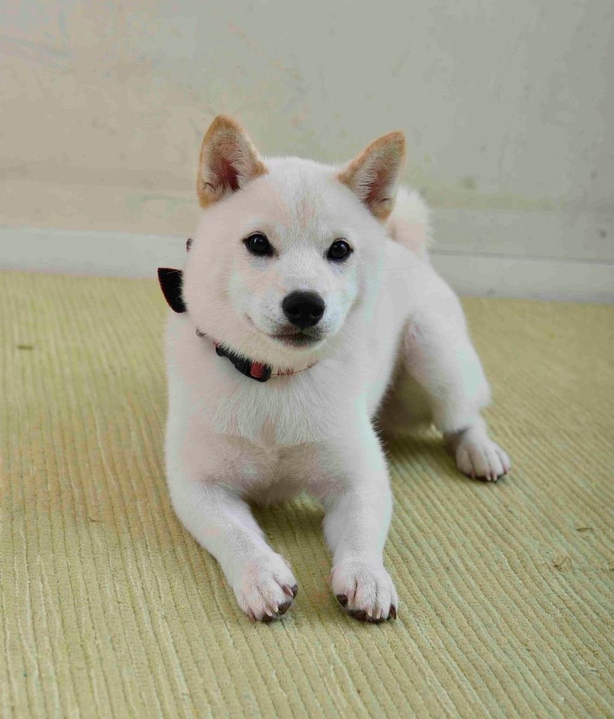 犬の留守番のストレスと不安は 留守番前後の飼い主さんの態度で抑えられる いぬのきもちweb Magazine 犬の留守番のストレスと不安は 留守番前後の飼い主さんの態度で抑えられる いぬのきもちweb Magazine