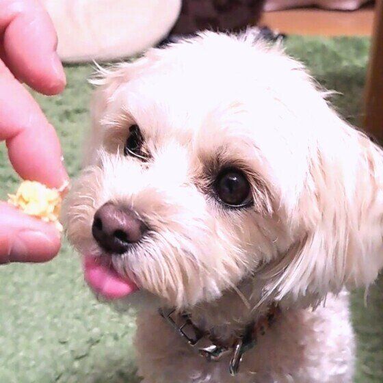 Mix（小型犬）のよつばちゃん♪