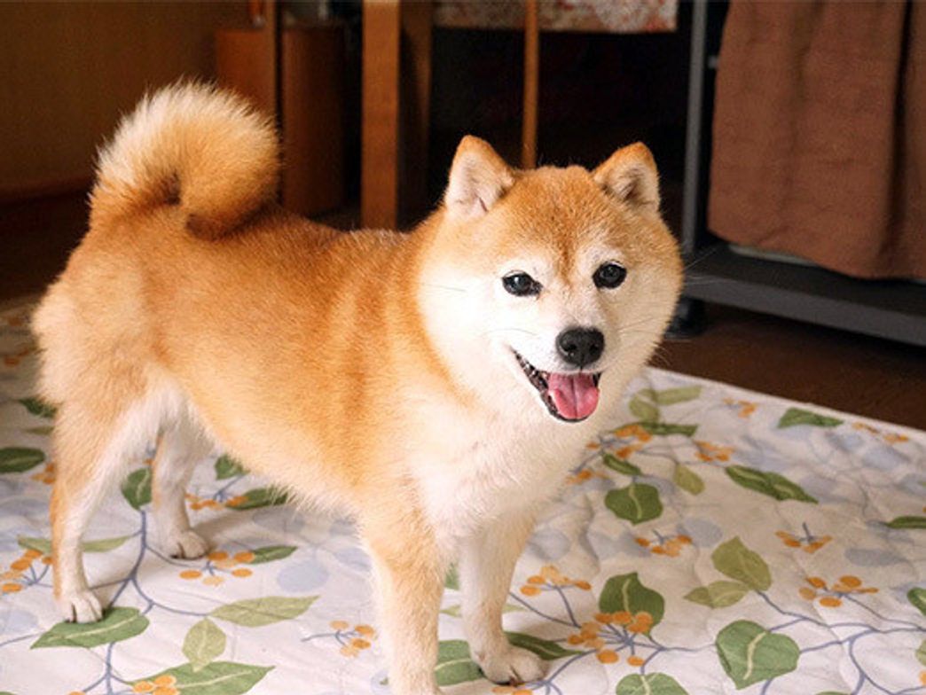 小悪魔こむぎ お気に入りの遊び 柴犬こむぎの小悪魔日記 いぬのきもちweb Magazine 小悪魔こむぎ お気に入りの遊び 柴犬こむぎの小悪魔日記 いぬのきもちweb Magazine