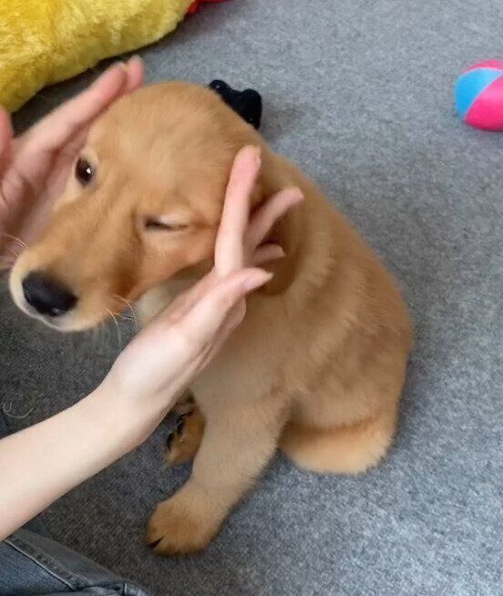 ナデナデしてもらうメイちゃん