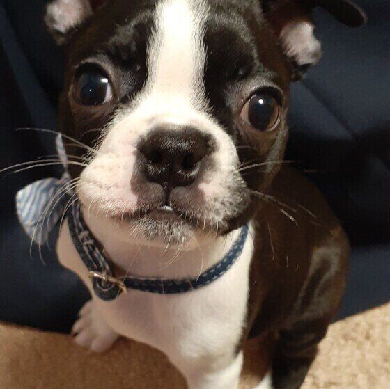 ボストン・テリア