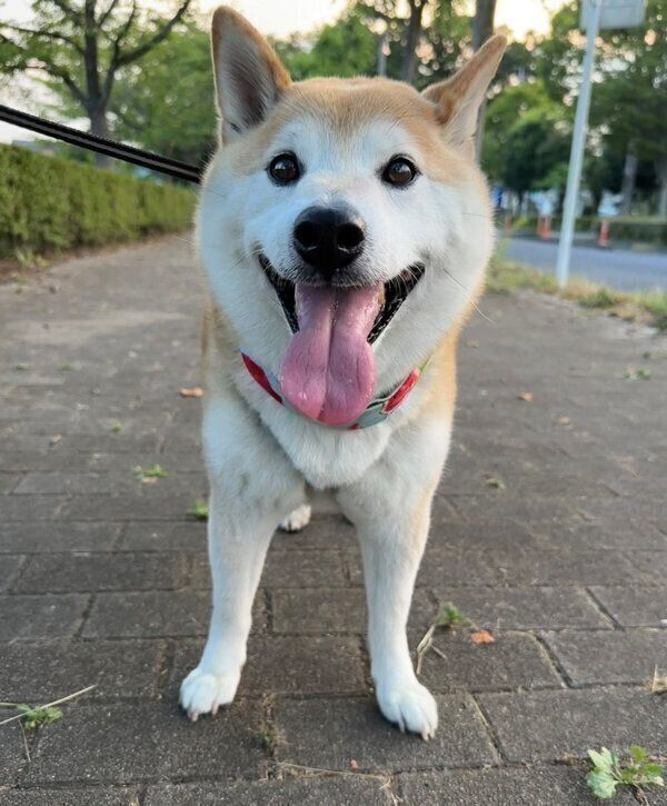 散歩をする福丸くん
