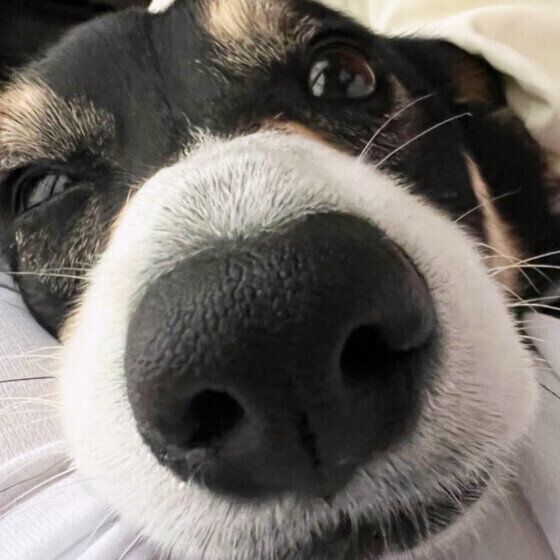 なぜ犬の鼻は湿っているの？ 犬の鼻が濡れている理由とは いぬのきもち