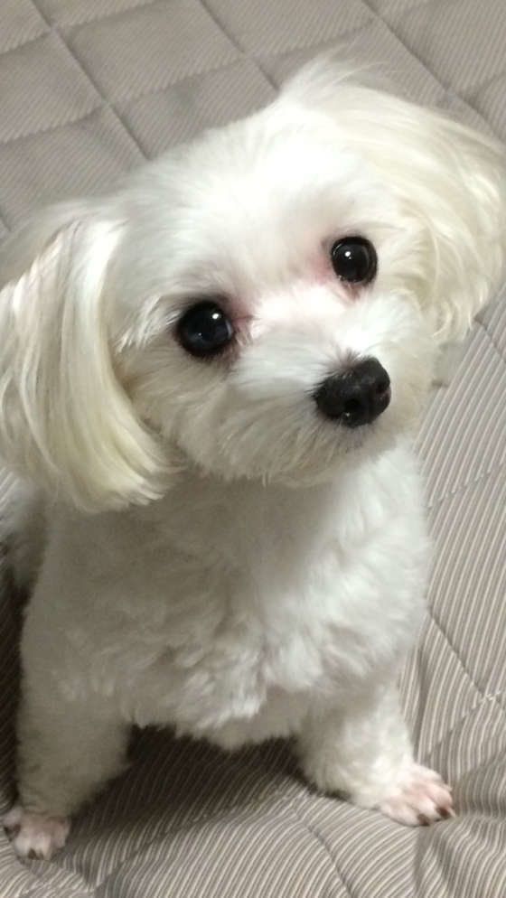  まりも  マルチーズ