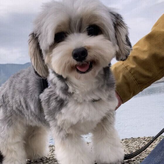 「人見知りをする犬としない犬の特徴」と犬を人に慣らすためにできること いぬのきもち