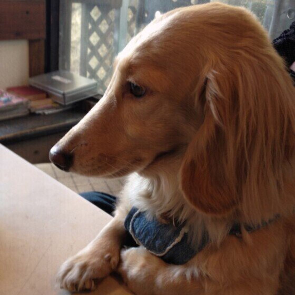 犬も 反省 をするの 獣医師に聞いてみました いぬのきもちweb Magazine 犬も 反省 をするの 獣医師に聞いてみました いぬのきもちweb Magazine