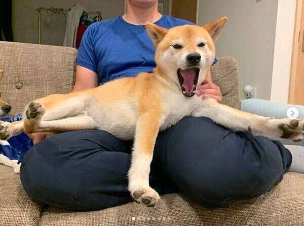 あくびをするわさびくん