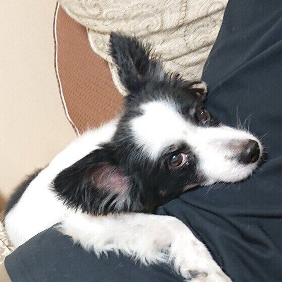 甘えるパピヨン