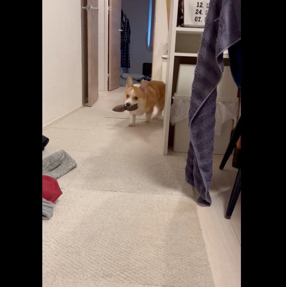 おもちゃを持ってくるはるたくん