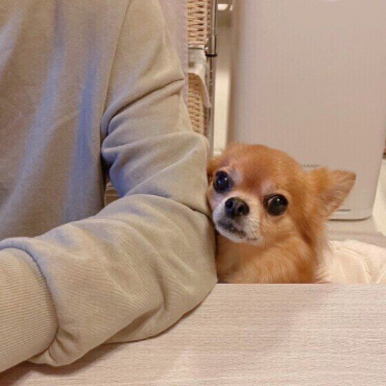 飼い主さんにくっつくナッツちゃん