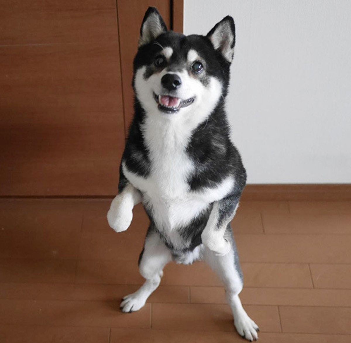 足が勝手に動くんだワン ゴハンが待ちきれないワンコの行動って いぬのきもちweb Magazine 足が勝手に動くんだワン ゴハンが待ちきれないワンコの行動って いぬのきもちweb Magazine