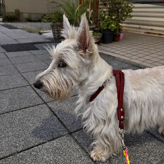 お散歩中のスコティッシュ・テリア