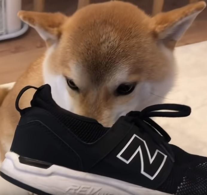 スニーカーを咥える柴犬