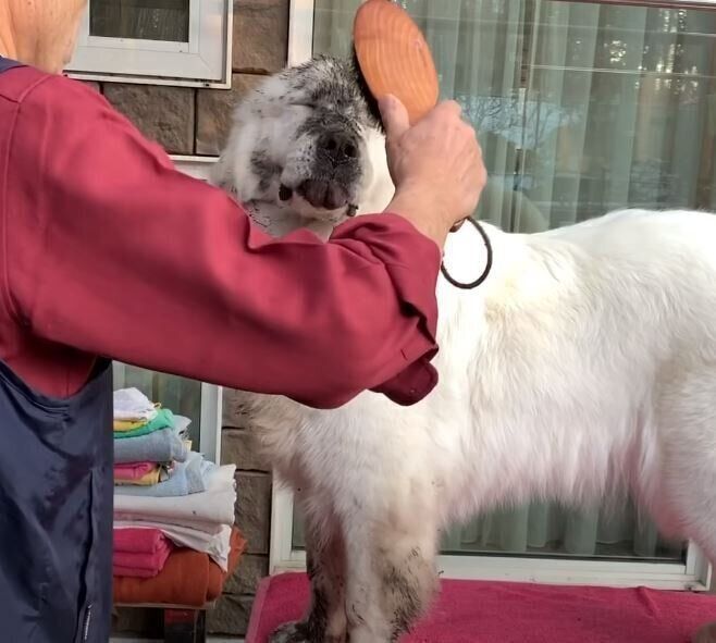 ブラッシングされるグレート・ピレニーズ