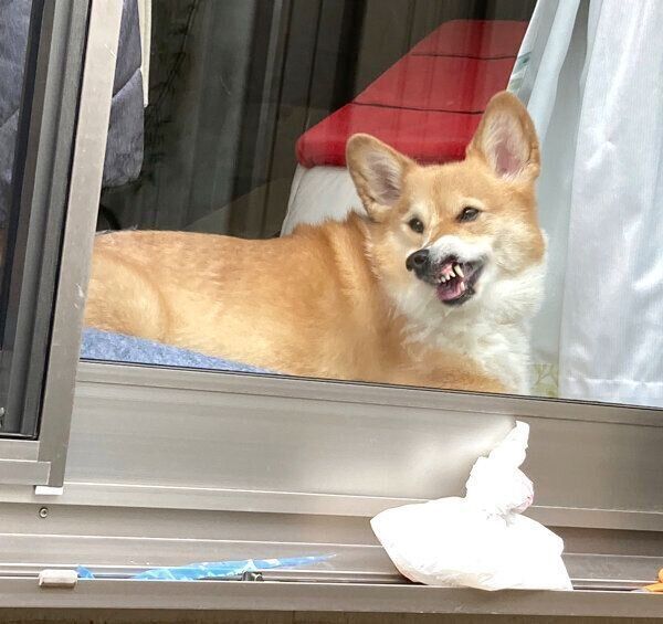 すごい顔で見てくるベルちゃん