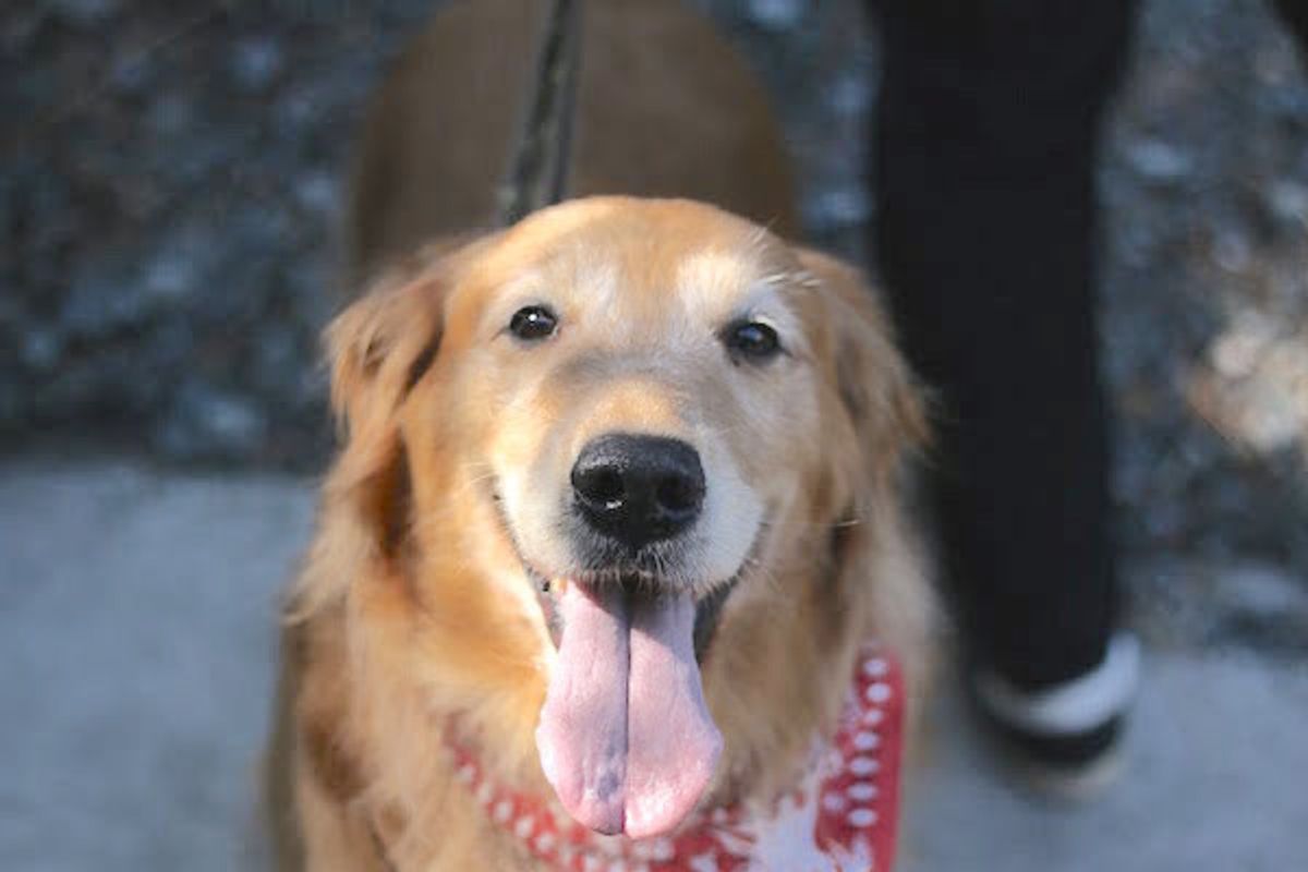 やっと出会えた 里子と里親から本当の家族に 保護犬を迎えるということ いぬのきもちweb Magazine やっと出会えた 里子と里親から本当の家族に 保護犬を迎えるということ いぬのきもちweb Magazine