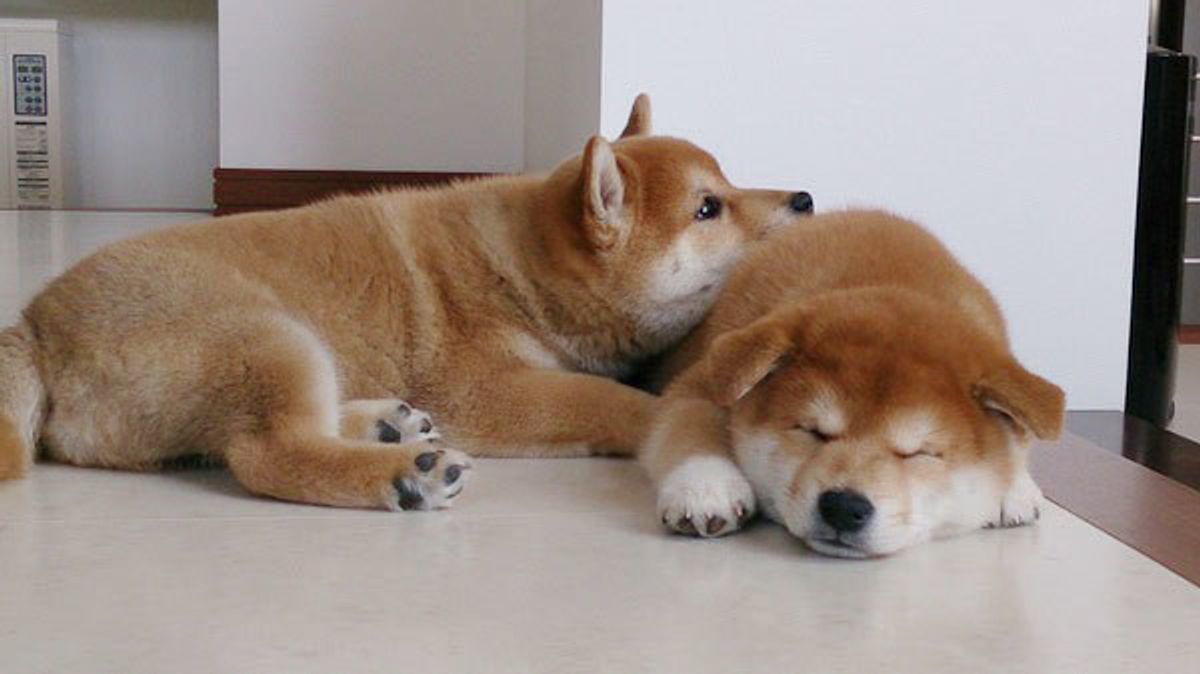 こんなハズじゃなかった 飼い主さんが明かす 多頭飼いの失敗談 いぬのきもちweb Magazine こんなハズじゃなかった 飼い主さんが明かす 多頭飼いの失敗談 いぬのきもちweb Magazine