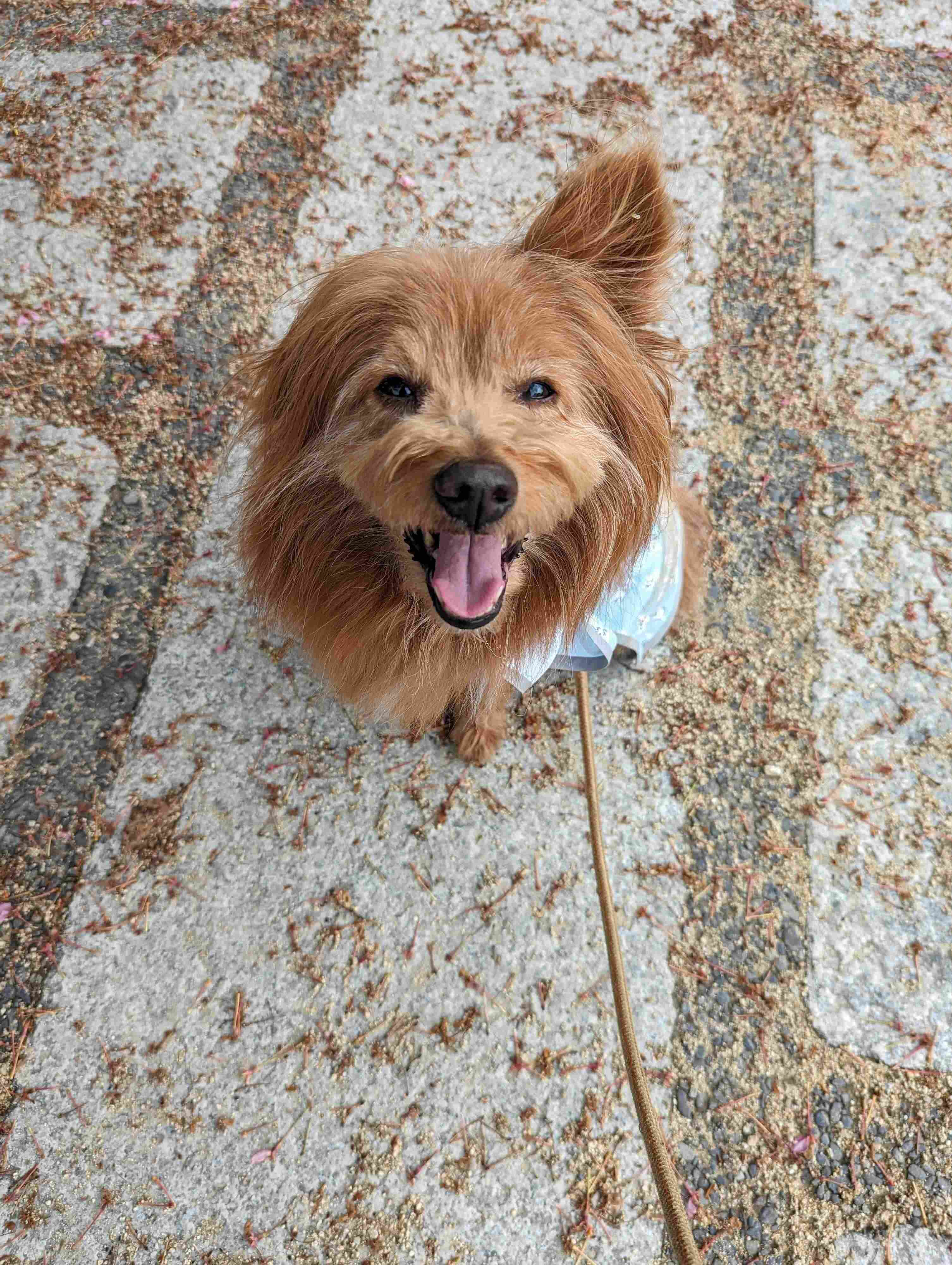 カメラに向かって笑顔の犬の写真