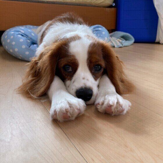 MIX  重田楽　冷たい