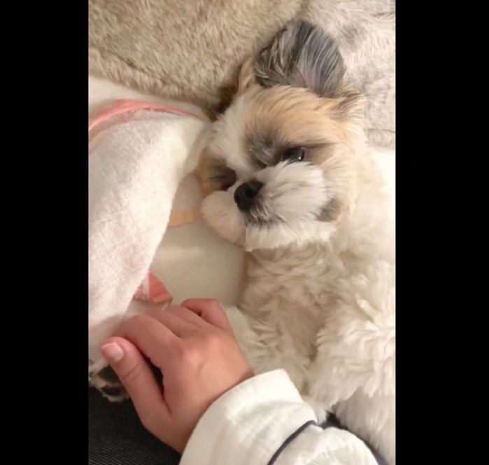 飼い主さんに手を繋いでもらうてんまるくん