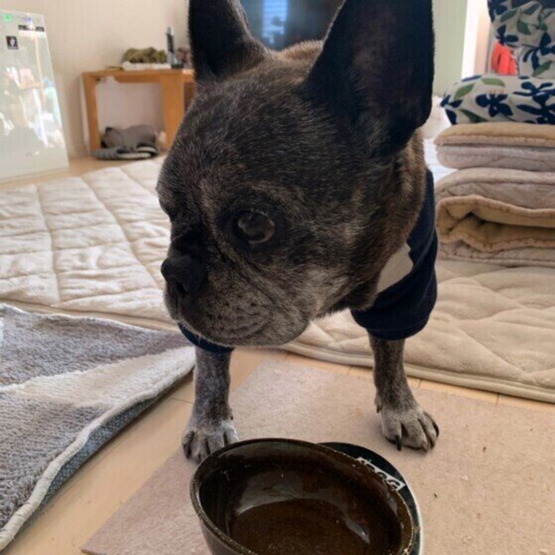 噛まずに飲み込んだり 犬の 早食い って大丈夫 体への影響や防止策を獣医師が解説 いぬのきもちweb Magazine 噛まずに飲み込んだり 犬の 早食い って大丈夫 体への影響や防止策を獣医師が解説 いぬのきもちweb Magazine