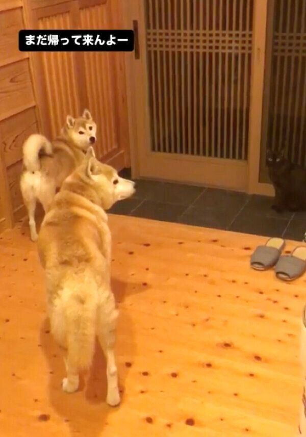 お父さんの帰宅を玄関で待つ蘭丸くん、茶々ちゃん、すずちゃん