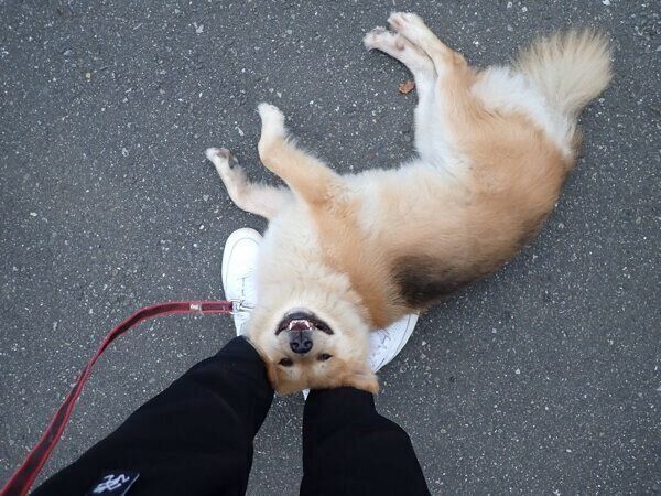 飼い主さんのスニーカーを“枕”にして寝転がるもなかちゃん