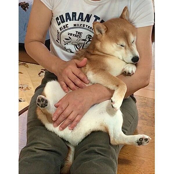 くつろぐあんずちゃん