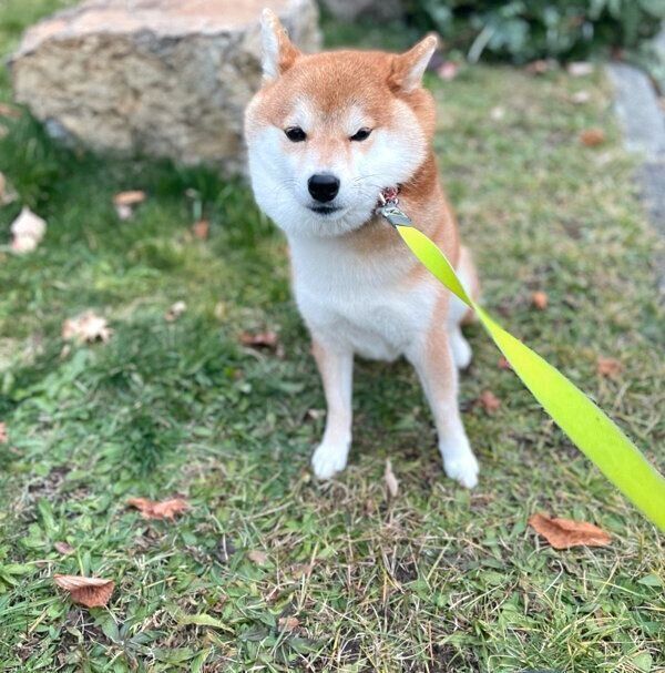 拒否柴中のハルちゃん