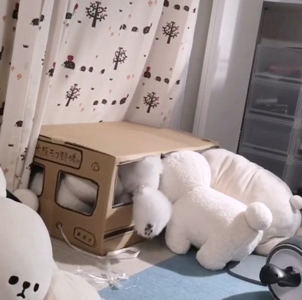 ダンボールの中に入るトイ・プードル