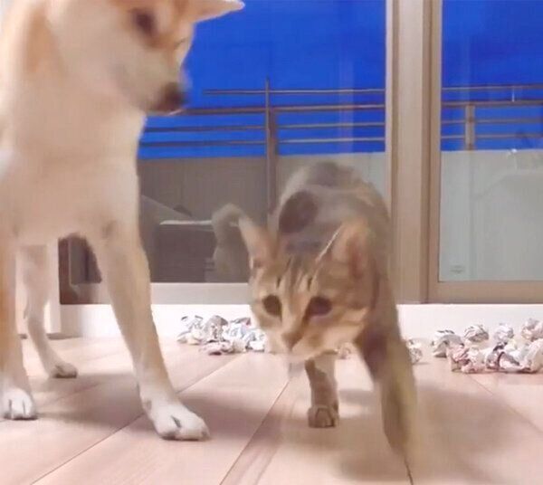 Haluくんの横を通り過ぎるMugiくん