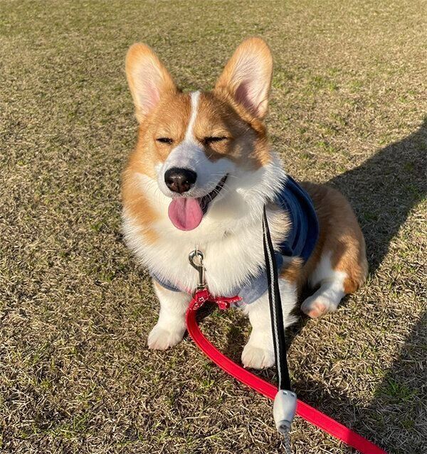 お散歩するもなかちゃん