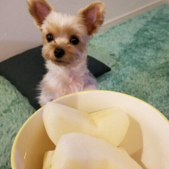 梨の入ったボールのうしろにお行儀よく座っているヨークシャー・テリア