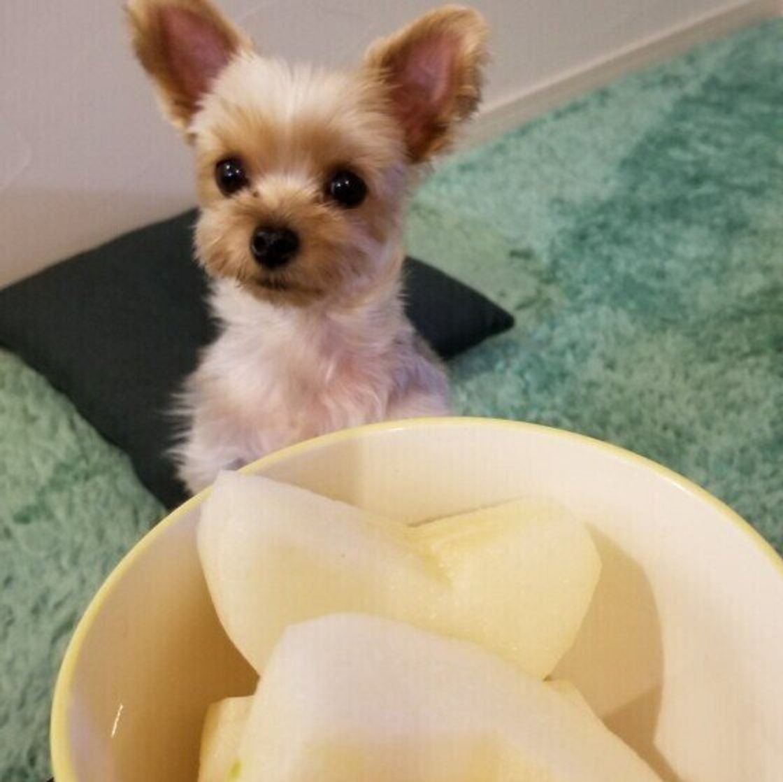 栄養士監修 犬に梨をあげるのは大丈夫 あげる時に注意すること いぬのきもちweb Magazine 栄養士監修 犬に梨をあげるのは大丈夫 あげる時に注意すること いぬのきもちweb Magazine