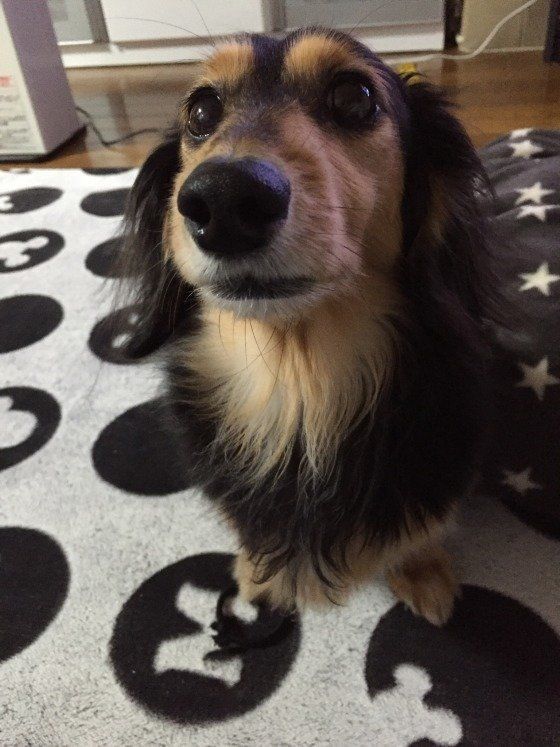 ダックスフンド