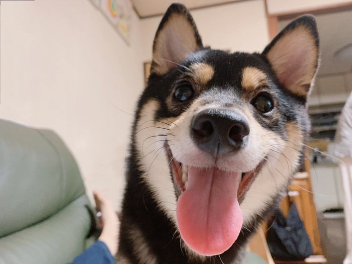 かわいすぎるルークくん