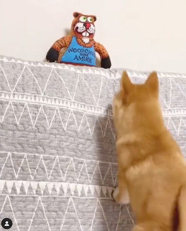 獲物を見つけた豆柴