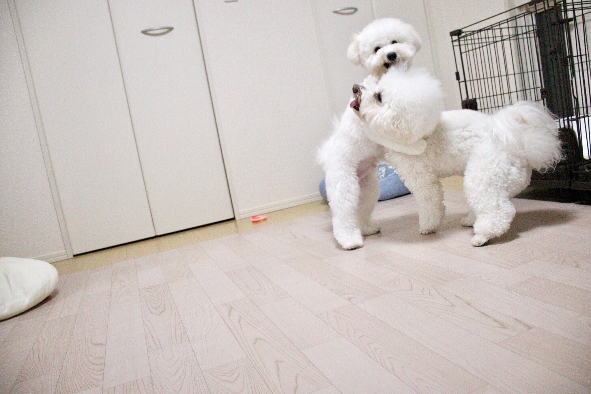 楽しくワンプロするうにくん、いくらくん