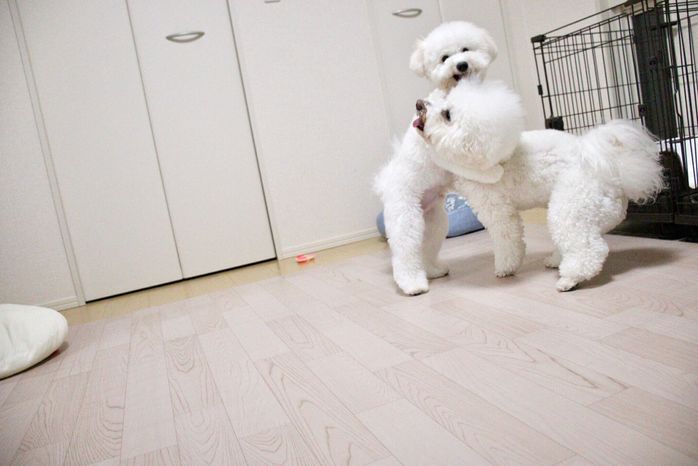 楽しくワンプロするうにくん、いくらくん