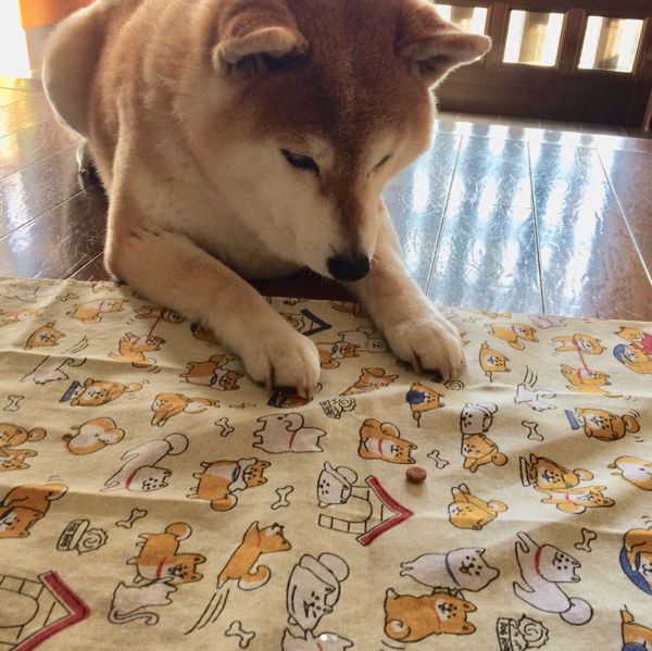 ダイソーのワンコグッズ