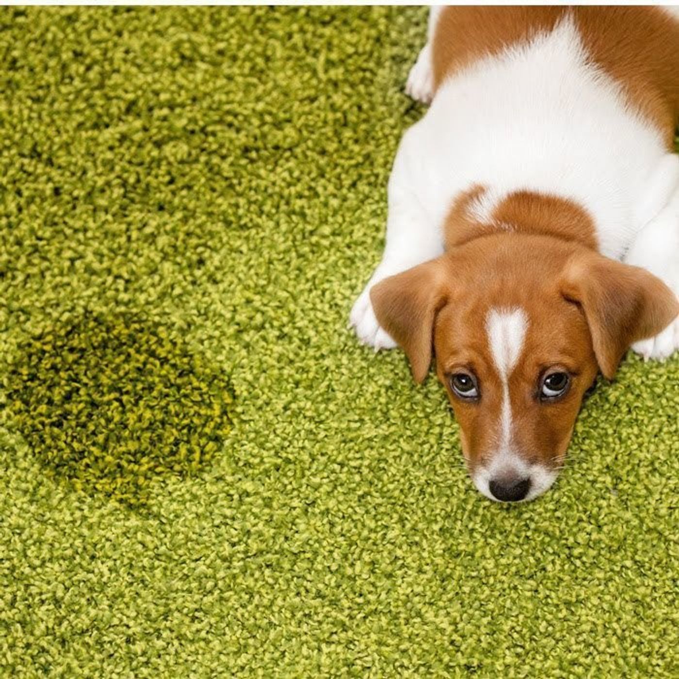 犬の留守番には対策を 長時間の留守番で起こったハプニングまとめ いぬのきもちweb Magazine 犬の留守番には対策を 長時間の留守番で起こったハプニングまとめ いぬのきもちweb Magazine