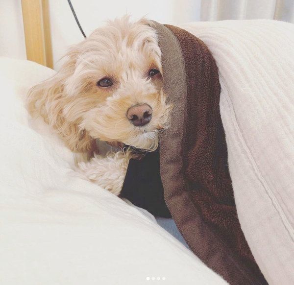 寝起きのぱんさん