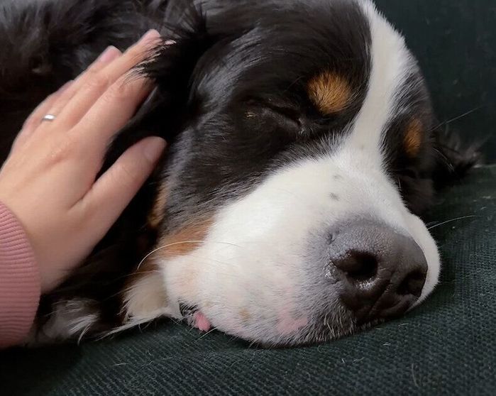 寝落ちしたドニーちゃん