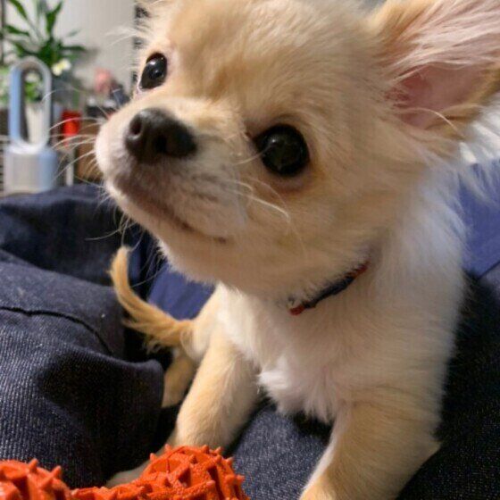 子犬の成長期によくない！ 危険な遊び方や運動の習慣とは いぬのきもち