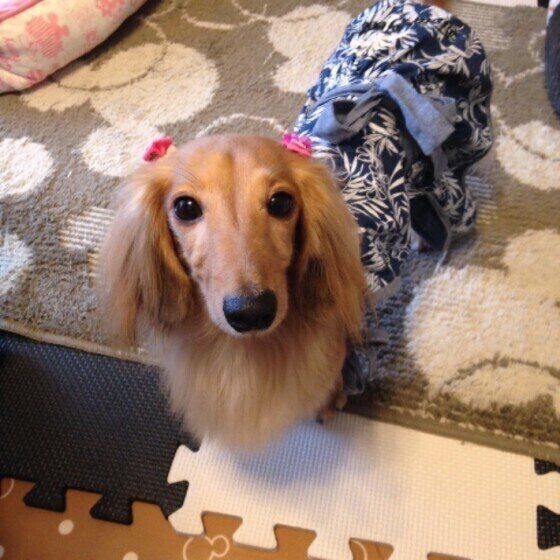 見つめるミニチュア・ダックスフンド