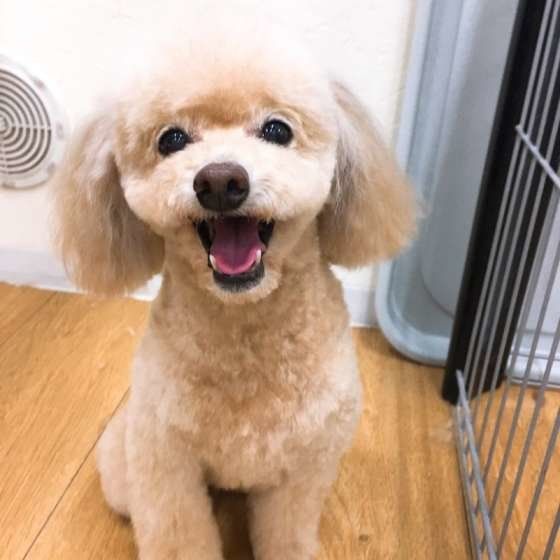 トイ・プードルのののちゃん